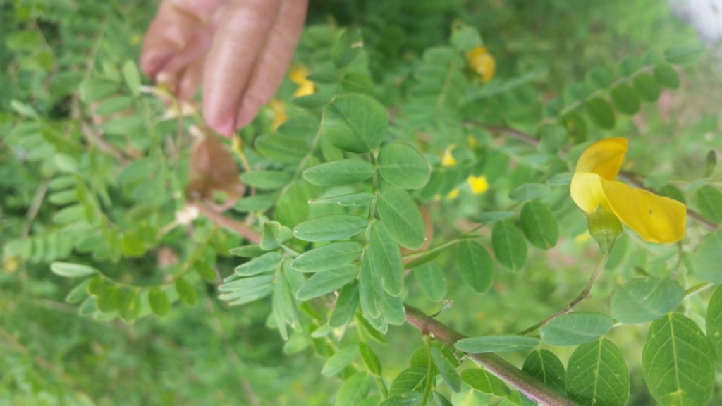 Colutea arborescens (Fabaceae)